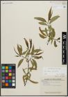 Foto von Salix alba L. x Salix fragilis L.
